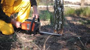 Best Lawn Renovation and Restoration  in Thruston, KY