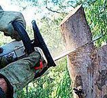 Best Emergency Tree Removal  in Thruston, KY