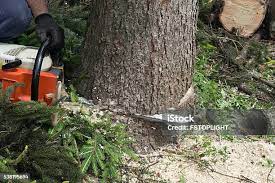 Best Utility Line Clearance  in Thruston, KY