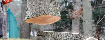 Best Tree Mulching  in Thruston, KY