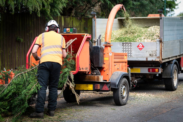 Professional Tree Services in Thruston, KY