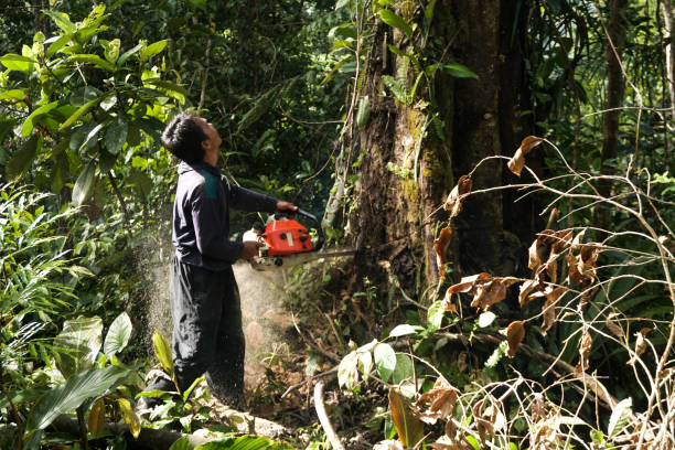 Best Tree Removal  in Thruston, KY