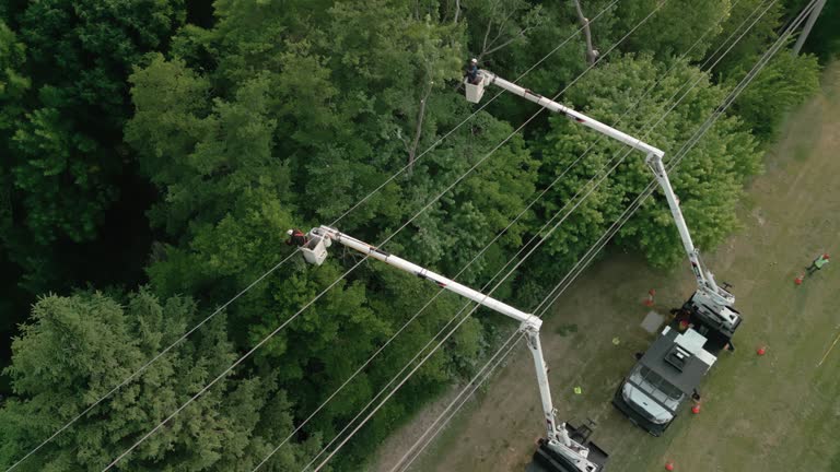 Best Tree Cabling and Bracing  in Thruston, KY