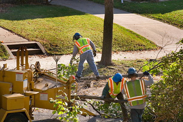 Best Lawn Drainage Solutions  in Thruston, KY