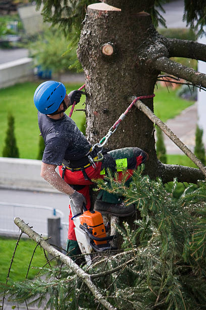 Best Root Management and Removal  in Thruston, KY