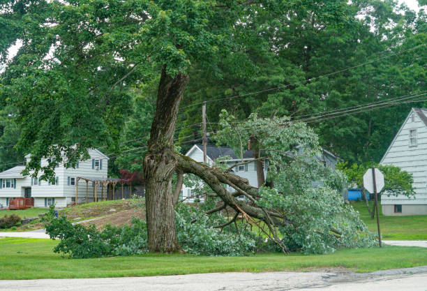 Best Commercial Tree Services  in Thruston, KY