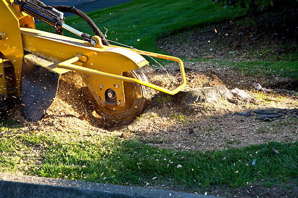 How Our Tree Care Process Works  in  Thruston, KY
