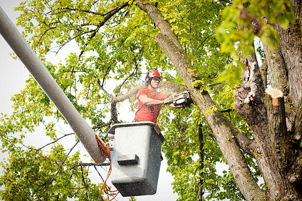 Best Tree Trimming and Pruning  in Thruston, KY