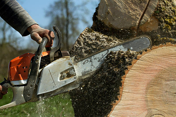 Best Tree Disease Treatment  in Thruston, KY