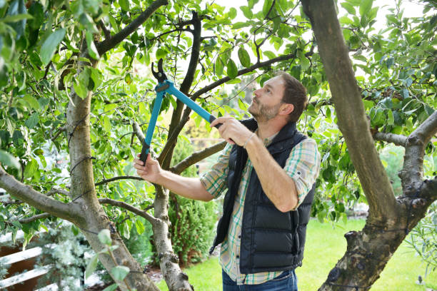 Tree and Shrub Care in Thruston, KY